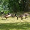 Les oies
