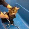 chat au bain