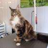 maine coon 