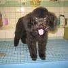 Paco, jeune caniche