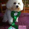 Hermione bichon frisé en coupe ciseaux