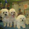 Pistache, Savane et Hermione