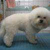 Hermione, bichon frisé