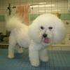 Eléa, bichon frisé