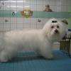 Hilson, bichon maltais