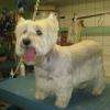 Suria, westies