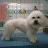 gomette, bichon