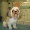 Canelle, shih-tzu