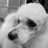 Frimousse ( caniche )
