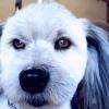 Grimm ( bichon )