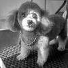 Luna ( caniche ) 15 ans !! Coupe tout ciseaux