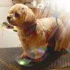 Elfi  ( Lassa Apso )
Coupe BB tout ciseaux
