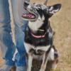 Canineland33 – Educateur et comportementaliste canin à Bordeaux et ses alentours