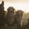 éducateur comportementaliste canin