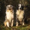 cours canin
