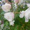 Les magnifiques roses blanches devant le casino et sur le parking