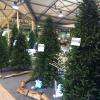 Les sapins 