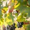 Vendanges des coopérateurs