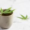 INFUSION CBD - TISANE CBD - THE CBD - BIO