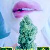 Fleur de cbd pas cher,  la limoncello au magasin Cbd stardawg à cagnes sur mer