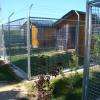 Un espace individuel de 24 m2 pour votre chien avec sortie extérieure quotidienne