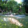 Loutre européenne