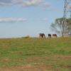CHEVAUX DE CLUB AU PRE