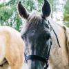 Les chevaux 
