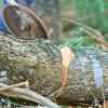 abattage d'arbres 13