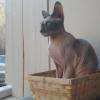 ELSA la mascotte 