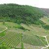 Les vignes