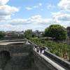 Le petit vignoble du Château d'Angers