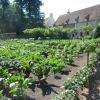 Le potager des fleurs 1