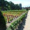 Le potager des fleurs 3