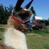 un adorable lama....