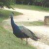 un habitant du parc...