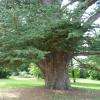 Cèdre de 250 à 300 ans.