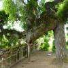 SOPHORA JAPONICA "PENDULA"