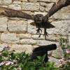 spectacle de rapaces
