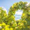 Tressage de la vigne