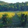 Les vignes 