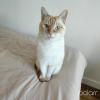 Haïku, un chat que je garde