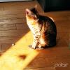 Leka, une chatte Bengal que je garde