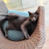 Pyrrhus, un chat que je garde