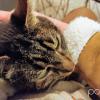 Yoda, un chat que je garde