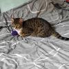 Roxy, une chatonne que je garde