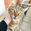 Took, un chat que je garde