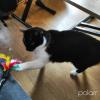 Cléo, une chatte que je garde