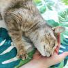 Mimi, une chatte que je garde