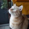 Litchi, un chat que je garde